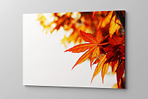 Obraz Jeseň klope na dvere zs1120